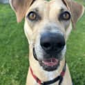 Photo of Scout