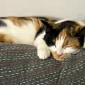 Photo of Pearl