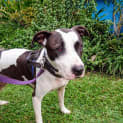 Photo of Kami