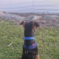 Photo of Alfie   4 Month Old Kelpie (Trial)