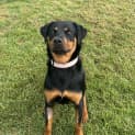 Photo of Daisy
