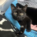 Photo of Kit Kat
