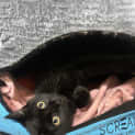 Photo of Kit Kat
