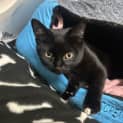 Photo of Kit Kat