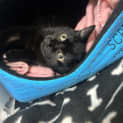 Photo of Kit Kat