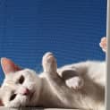 Photo of Piya