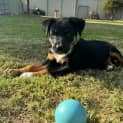 Photo of Cleo
