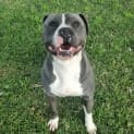 Photo of Bluey