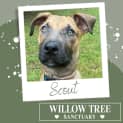 Photo of Scout