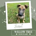 Photo of Scout