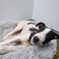 Photo of Odin