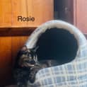 Photo of Rosie