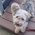 Photo of Pooka