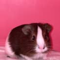 Photo of Snickers