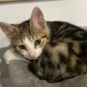 Photo of Prindabella
