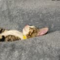 Photo of Prindabella