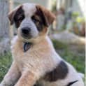 Photo of Barney