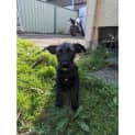 Photo of Liquorice