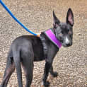 Photo of Kayla   6 Month Old Kelpie X (Trial)
