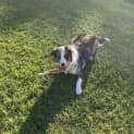 Photo of Rubble   9 Month Old Border Collie (Hold)