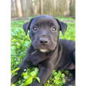 Photo of Rosa