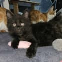 Photo of Smiggles**2nd Chance Cat Rescue**