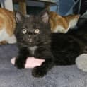 Photo of Smiggles**2nd Chance Cat Rescue**