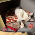 Photo of Cayenne