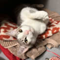 Photo of Cayenne