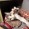 Photo of Cayenne