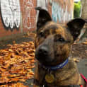 Photo of Poko
