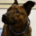 Photo of Poko