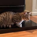Photo of Lisa And Olympia. **2nd Chance Cat Rescue**