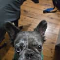 Photo of Rainbow Sugarplum   3 Year Old Frenchie (Hold)