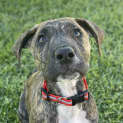 Photo of Lacey