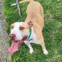 Photo of Poppy 63405