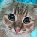 Photo of Bobble