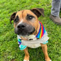 Photo of Rufus 63167