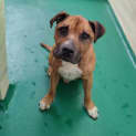Photo of Rufus 63167