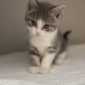 Photo of Daisy