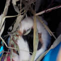 Photo of Hazelnuts