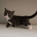 Photo of Sooty