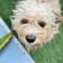 Photo of Scrappy