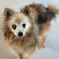 Photo of Boo