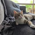 Photo of Kip