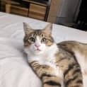Photo of Kip
