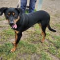 Photo of Charlie 61102