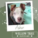 Photo of Asher