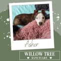 Photo of Asher