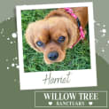 Photo of Harriet